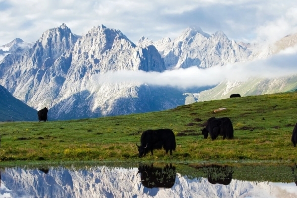 果洛年保玉则图片